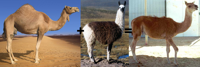 Где обитают ламы: фото и забавные факты
