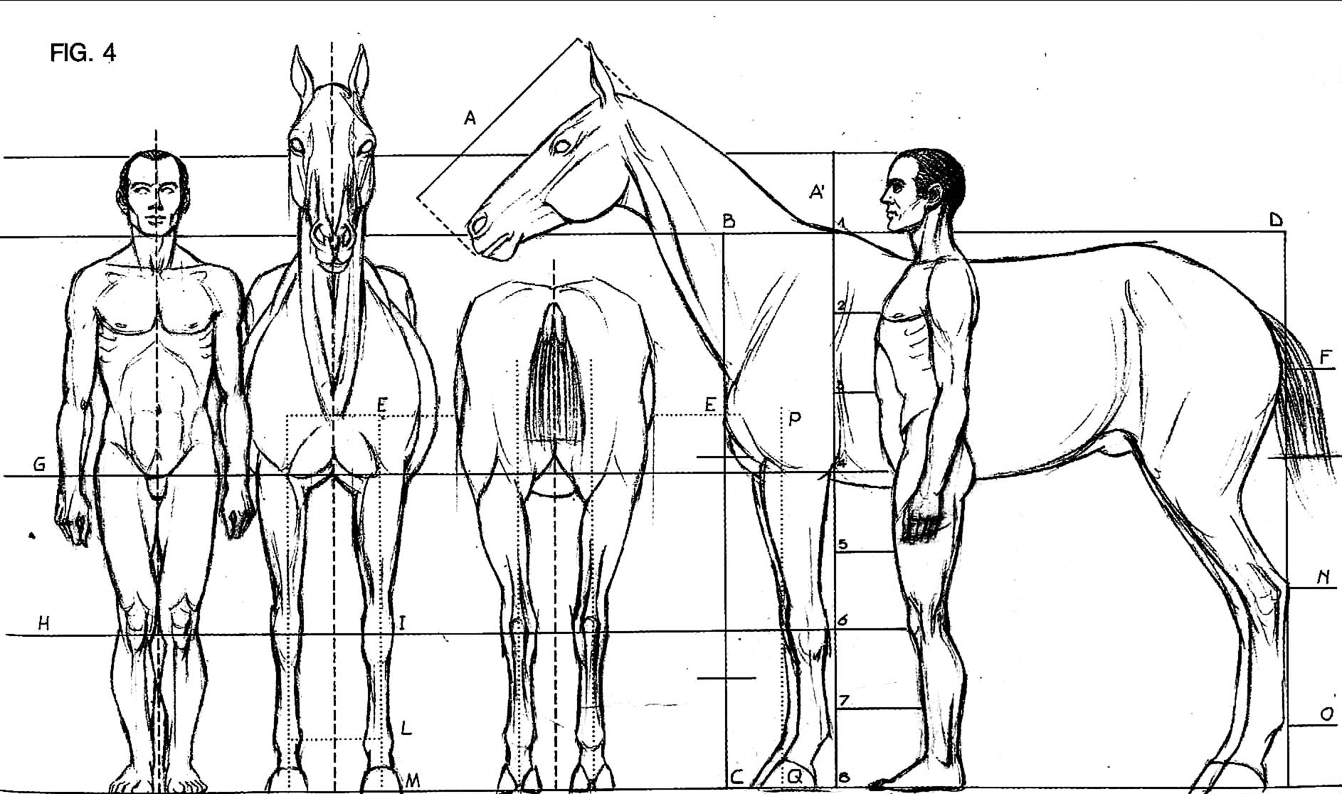 Как нарисовать человека на лошади: красивый и простой рисунок