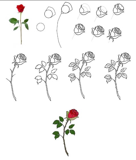 Как нарисовать красивый цветок легко: советы для начинающих