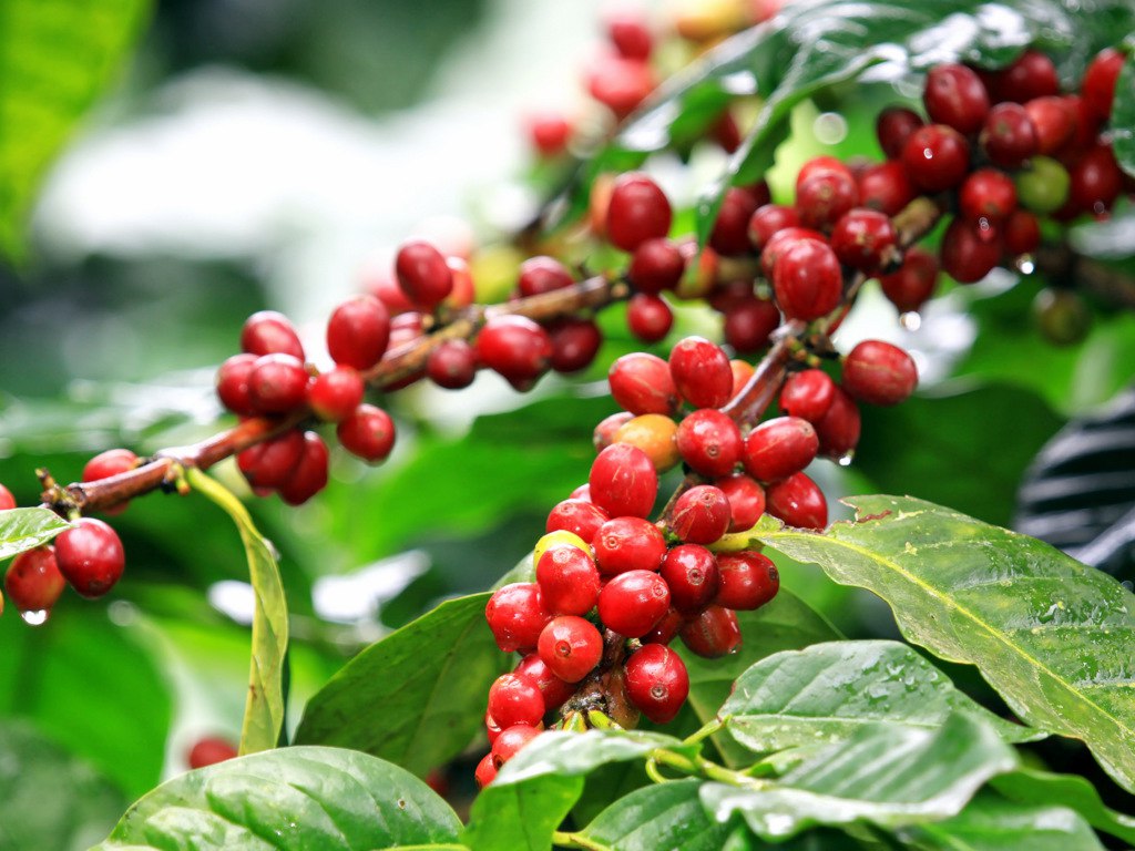 Лучший кофе в мире растет Колумбии - я точно знаю!