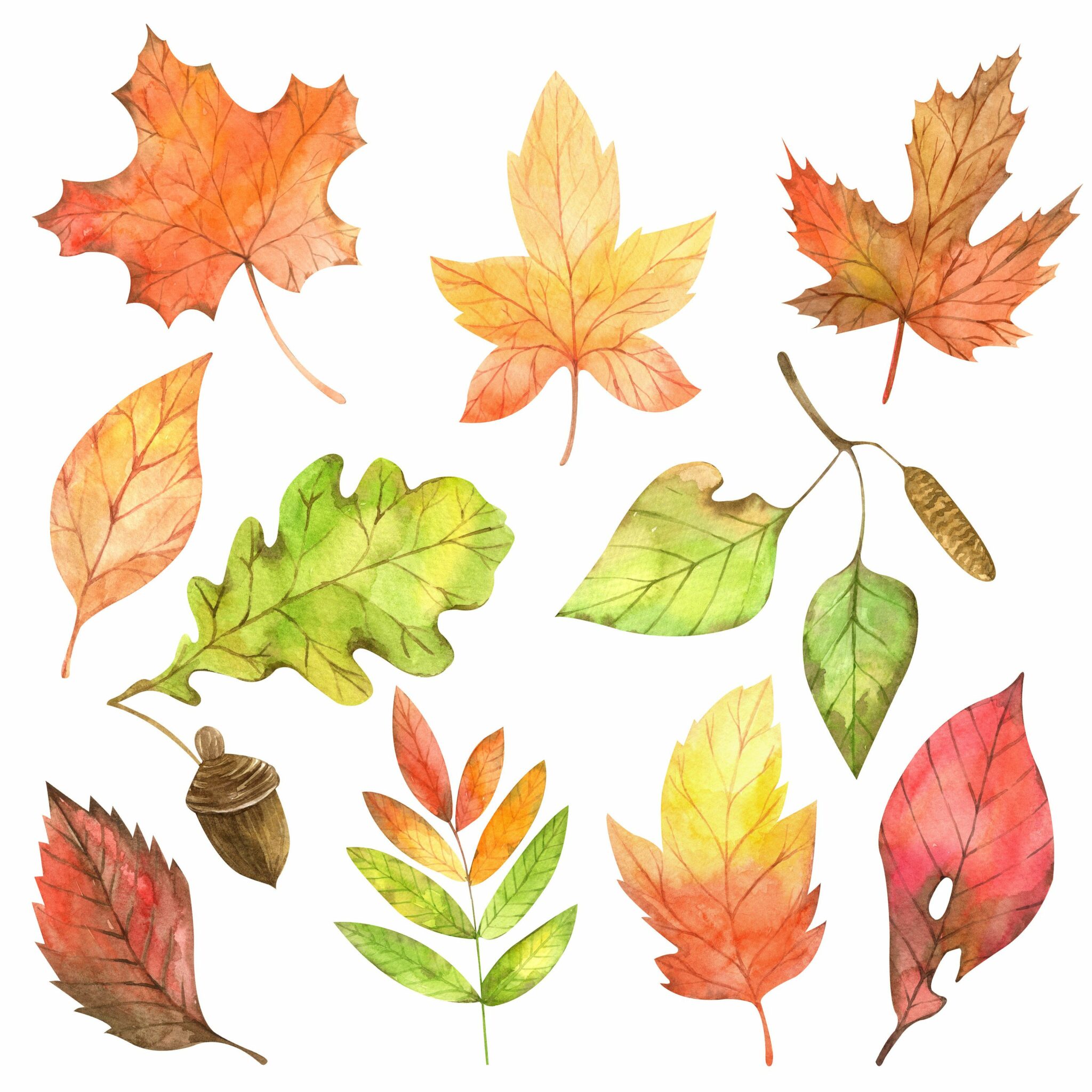 Звук листьев для детей. Осенние листочки. Осенние листья деревьев. Рисунки осенних листьев. Листья деревьев акварелью.
