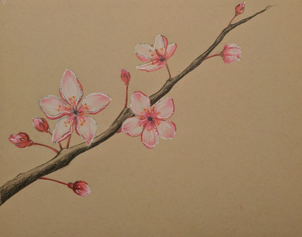 Как нарисовать сакуру поэтапно: красивое розовое дерево